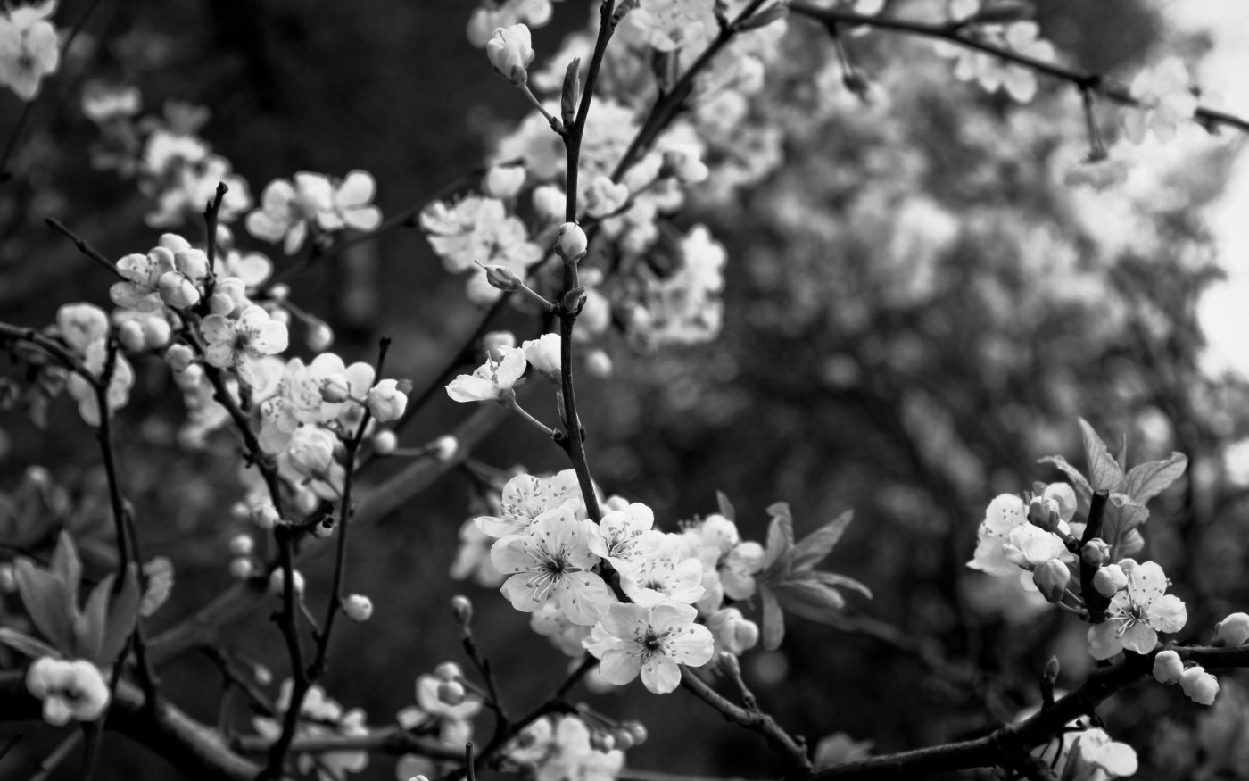 image credit: https://hdwallpapers.cat/wallpaper_gray/gray_cherry_blossom_trees_spring_white_flowers_hd-wallpaper-1377459.jpg